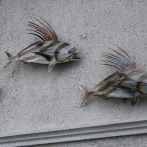 Two fish are hanging on the wall of a building.