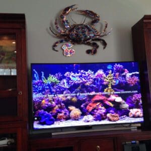 A crab mounted on the wall above a television.